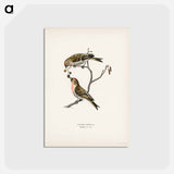 アートポストカード-Common Linnet
 - スヴェンスカ フォグラル Postcard.