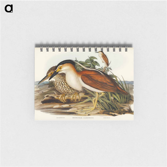アートメモ帳-Nankeen Night Heron
 - オーストラリアの鳥 Memo.