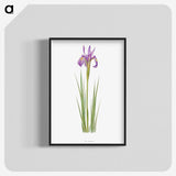 1-38_The-Genus-Iris_blk-crop