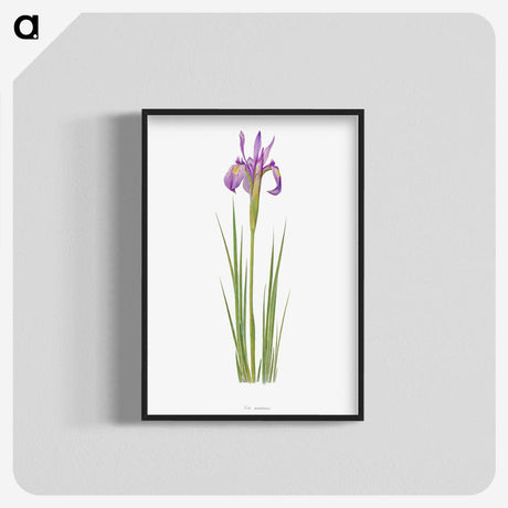 1-38_The-Genus-Iris_blk-crop