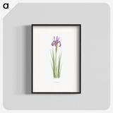1-38_The-Genus-Iris_blk