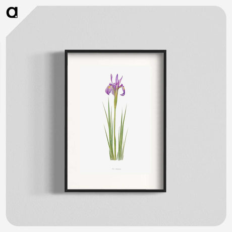 1-38_The-Genus-Iris_blk