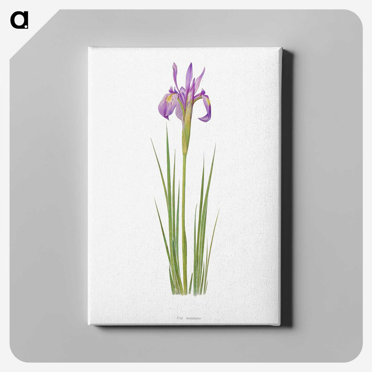 1-38_The-Genus-Iris_canvas