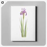 1-38_The-Genus-Iris_canvas