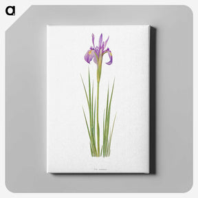 1-38_The-Genus-Iris_canvas