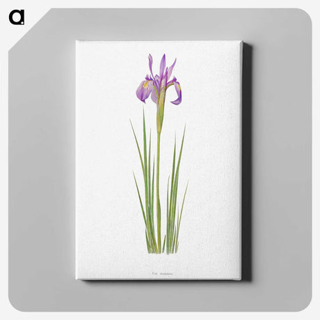 1-38_The-Genus-Iris_canvas