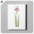アートパネル-Iris Montana from The genus Iris
 - アヤメ属 Canvas.