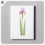 アートパネル-Iris Montana from The genus Iris
 - アヤメ属 Canvas.