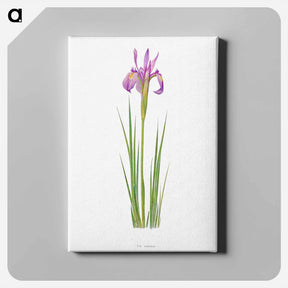 アートパネル-Iris Montana from The genus Iris
 - アヤメ属 Canvas.