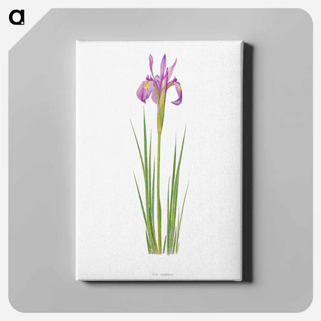 アートパネル-Iris Montana from The genus Iris
 - アヤメ属 Canvas.