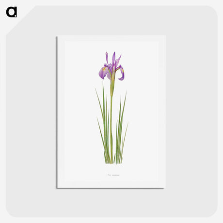 1-38_The-Genus-Iris_hagaki