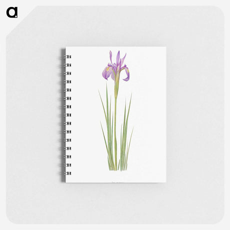 1-38_The-Genus-Iris_memo