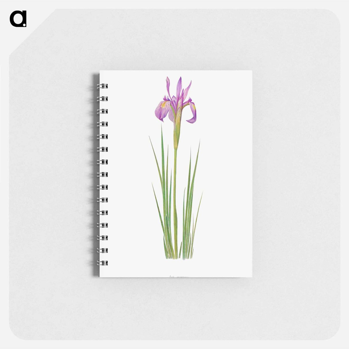 アートメモ帳-Iris Montana from The genus Iris
 - アヤメ属 Memo.