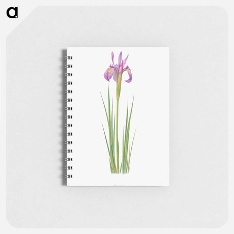 アートメモ帳-Iris Montana from The genus Iris
 - アヤメ属 Memo.