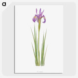 1-38_The-Genus-Iris_picture-crop
