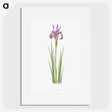 1-38_The-Genus-Iris_picture