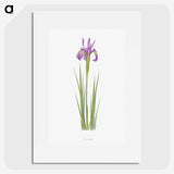 1-38_The-Genus-Iris_picture