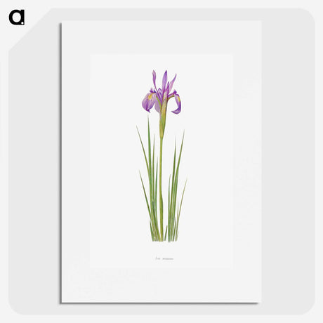 1-38_The-Genus-Iris_picture