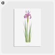 アートポストカード-Iris Montana from The genus Iris
 - アヤメ属 Postcard.