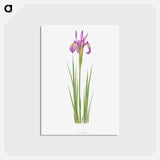 アートポストカード-Iris Montana from The genus Iris
 - アヤメ属 Postcard.