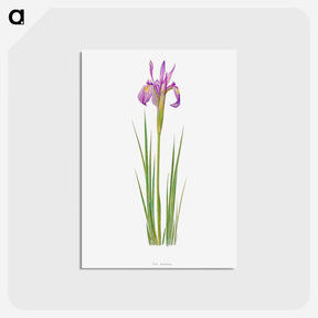 アートポストカード-Iris Montana from The genus Iris
 - アヤメ属 Postcard.
