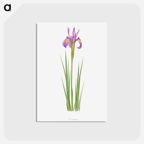 アートポストカード-Iris Montana from The genus Iris
 - アヤメ属 Postcard.