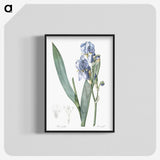 1-38_The-Lilies_blk-crop
