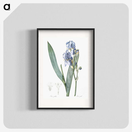 1-38_The-Lilies_blk