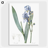 1-38_The-Lilies_picture-crop