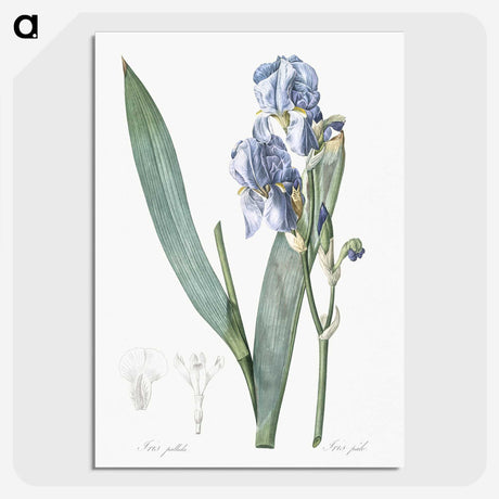 1-38_The-Lilies_picture-crop