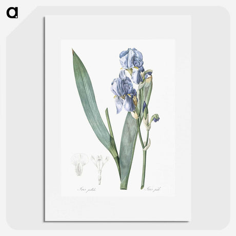1-38_The-Lilies_picture