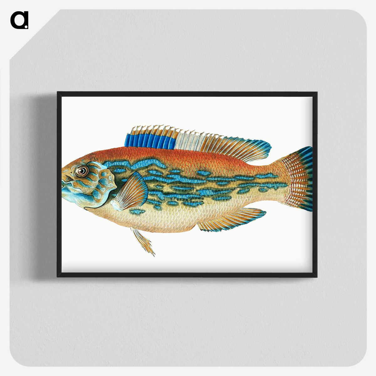 1-38_The-Natural-History-of-British-Fishes_blk-crop