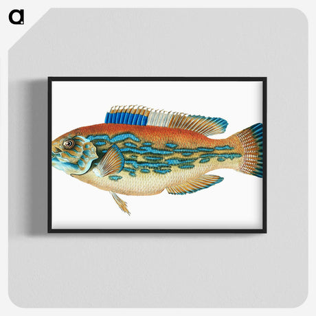 1-38_The-Natural-History-of-British-Fishes_blk-crop