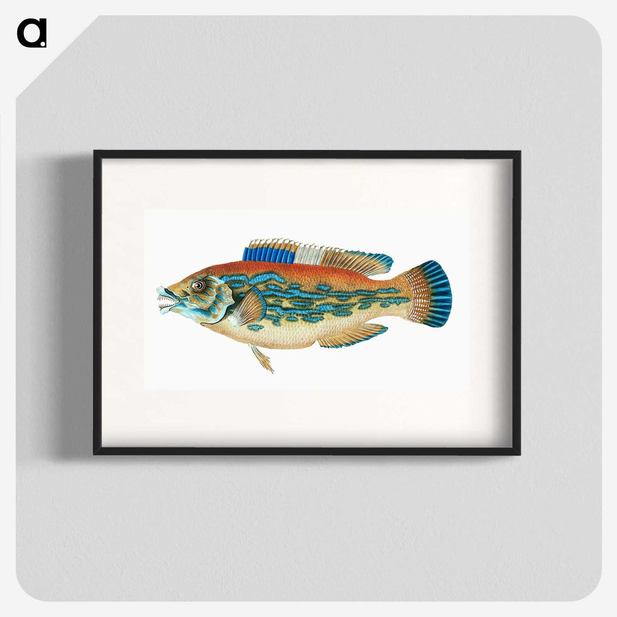 1-38_The-Natural-History-of-British-Fishes_blk