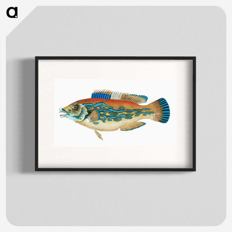 1-38_The-Natural-History-of-British-Fishes_blk