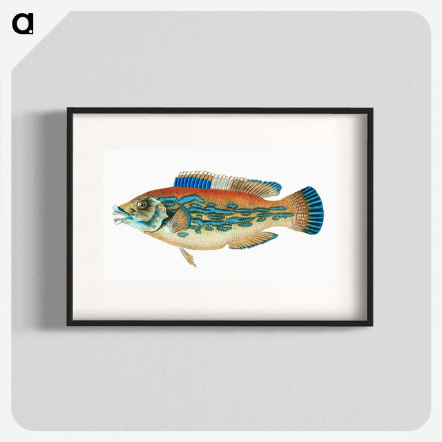 1-38_The-Natural-History-of-British-Fishes_blk