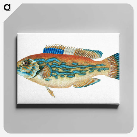 1-38_The-Natural-History-of-British-Fishes_canvas