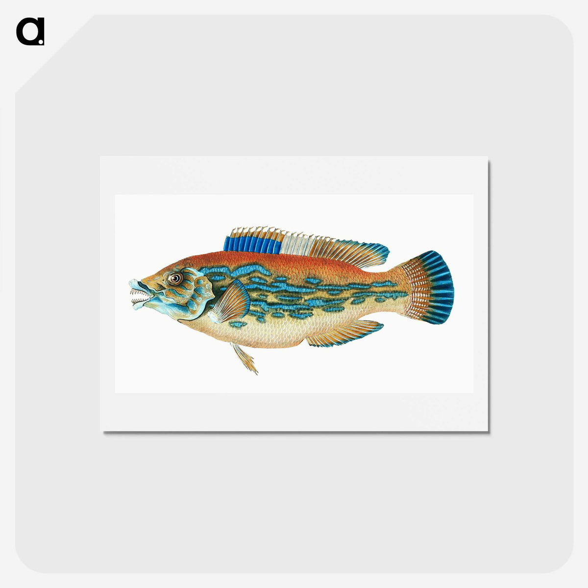 1-38_The-Natural-History-of-British-Fishes_hagaki