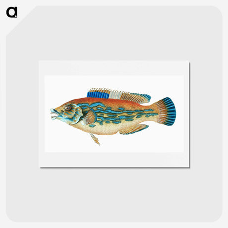 1-38_The-Natural-History-of-British-Fishes_hagaki