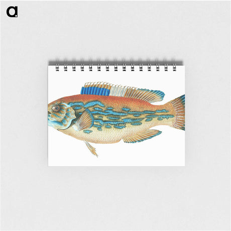 1-38_The-Natural-History-of-British-Fishes_memo