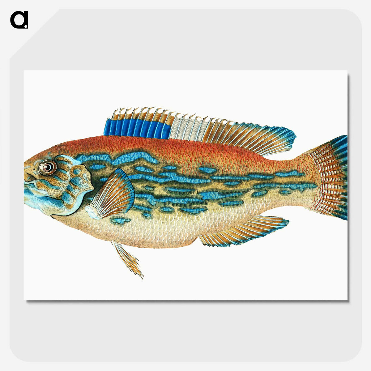 1-38_The-Natural-History-of-British-Fishes_picture-crop