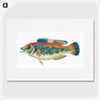 1-38_The-Natural-History-of-British-Fishes_picture