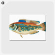 1-38_The-Natural-History-of-British-Fishes_postcard