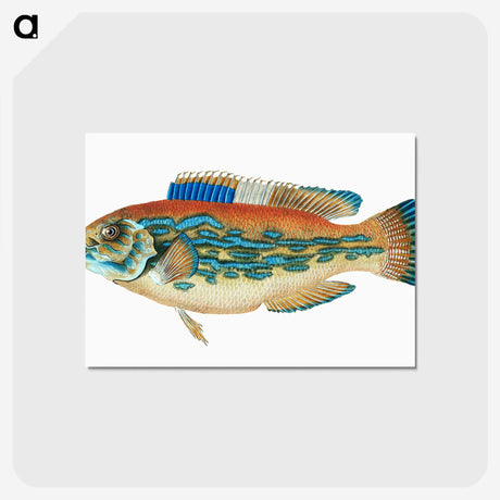 1-38_The-Natural-History-of-British-Fishes_postcard