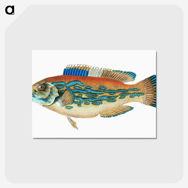1-38_The-Natural-History-of-British-Fishes_postcard