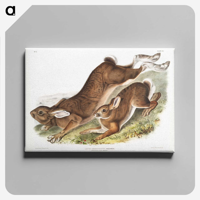 1-38_The-Viviparous-Quadrupeds_canvas