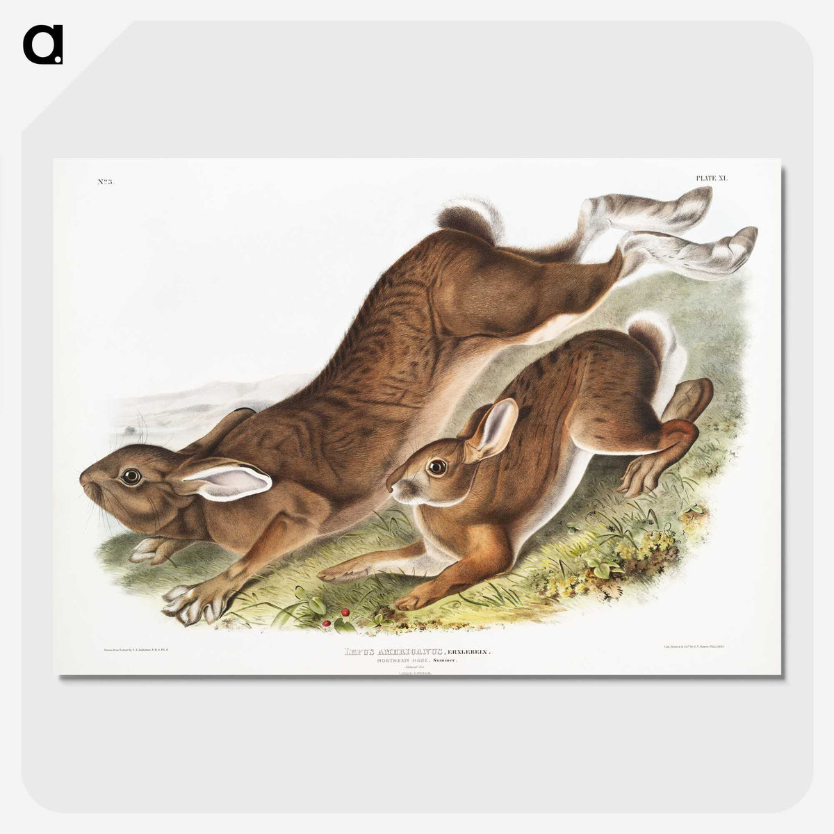 1-38_The-Viviparous-Quadrupeds_picture-crop