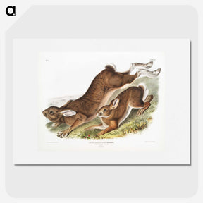1-38_The-Viviparous-Quadrupeds_picture