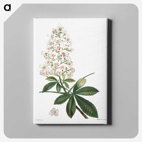 1-38_Treatise-on-Trees-and-Shrubs_canvas