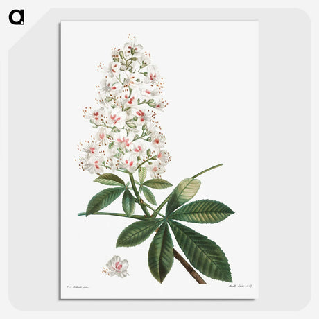 1-38_Treatise-on-Trees-and-Shrubs_picture-crop